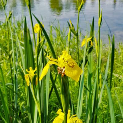 Iris-des-marais_Dauphiné