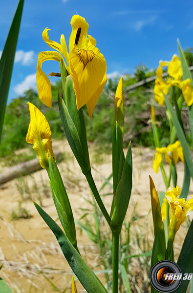 Iris-des-marais2_Dauphiné