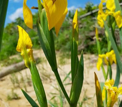 Iris-des-marais2_Dauphiné