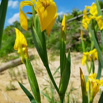 Iris-des-marais2_Dauphiné