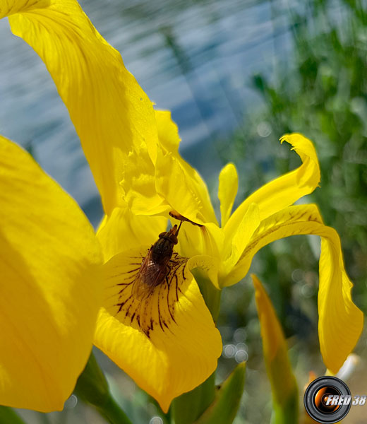 Iris-des-marais3_Dauphiné