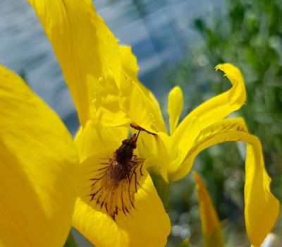 Iris-des-marais3_Dauphiné