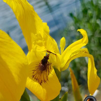 Iris-des-marais3_Dauphiné