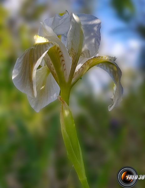Iris nain_Haute-Provence