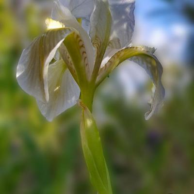 Iris nain_Haute-Provence