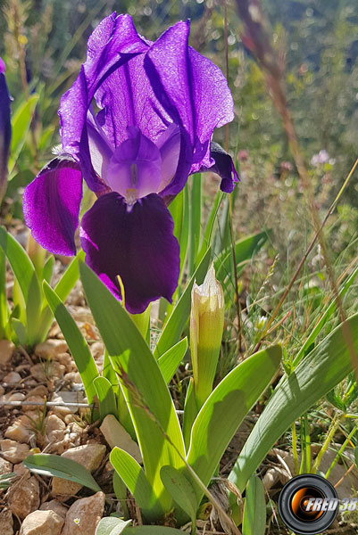 Iris nain2_Haute Provence