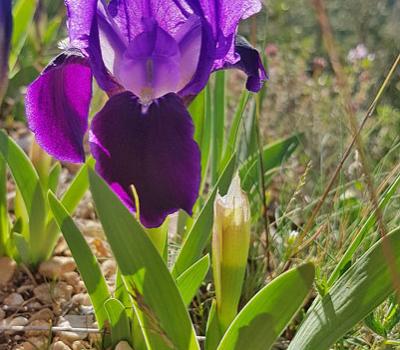 Iris nain2_Haute Provence