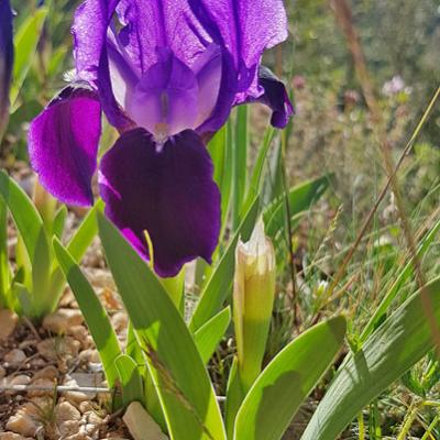 Iris nain2_Haute Provence