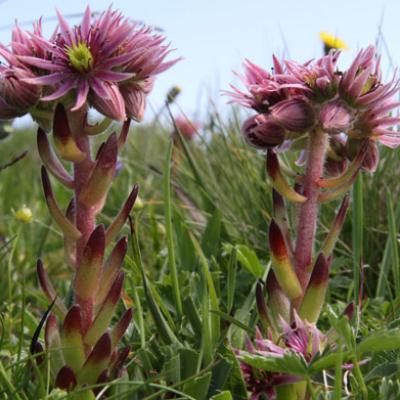 Joubarbe des Montagnes_Lauzière