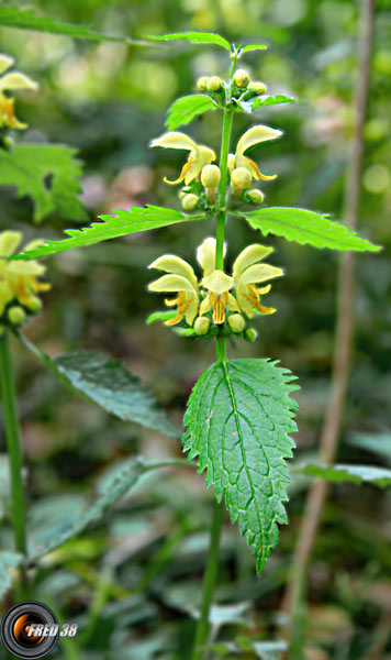 Lamier jaune1_Chartreuse