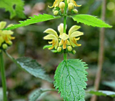 Lamier jaune1_Chartreuse