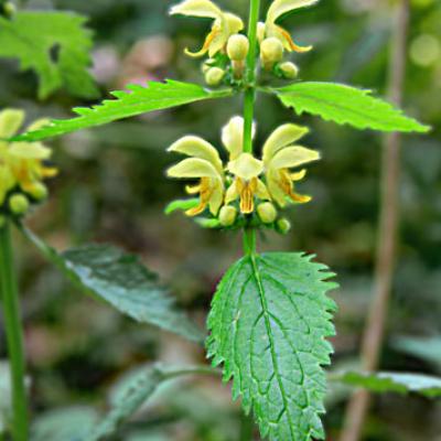 Lamier jaune1_Chartreuse