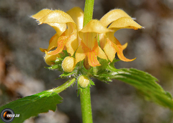 Lamier jaune2_Chartreuse