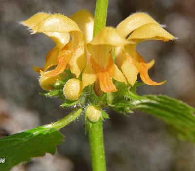 Lamier jaune2_Chartreuse