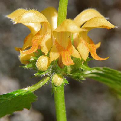 Lamier jaune2_Chartreuse