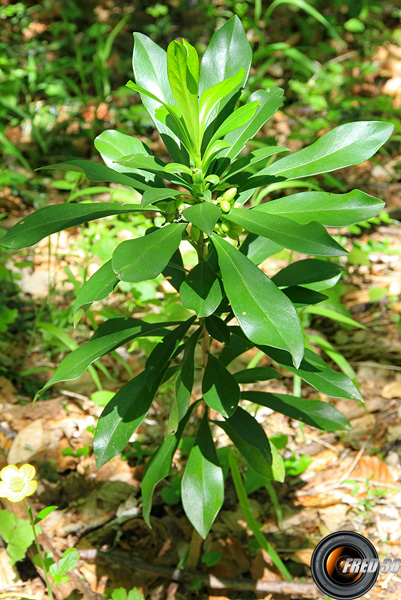 Laurier des bois_Vercors