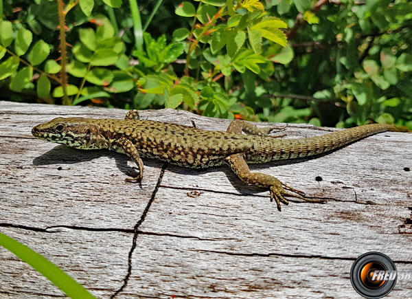 Lézard des murailles_Bornes/Aravis