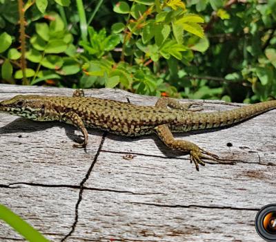 Lézard des murailles_Bornes/Aravis