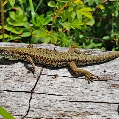 Lézard des murailles_Bornes/Aravis
