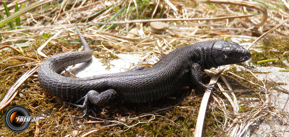 Lézard noir_Bauges