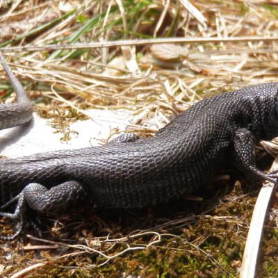 Lézard noir_Bauges