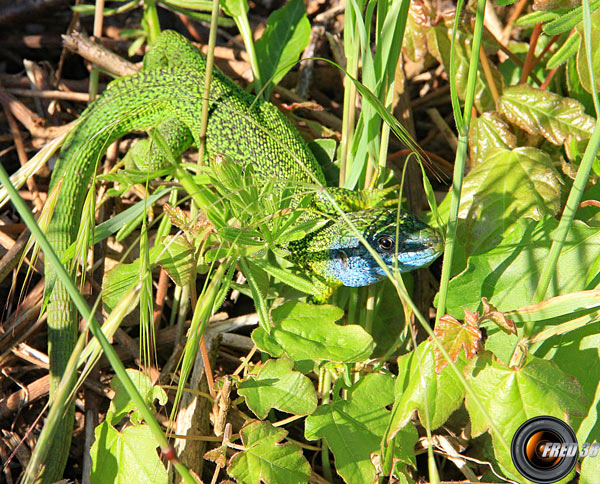 Lézard vert_Ain