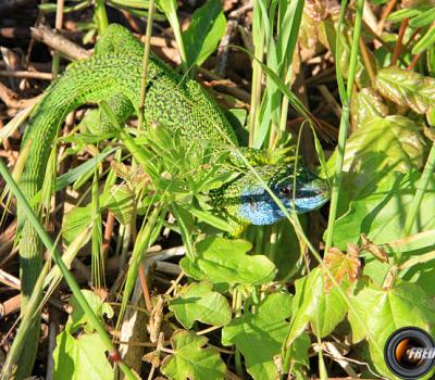 Lézard vert_Ain