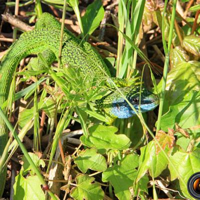 Lézard vert_Ain