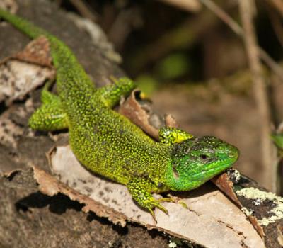 Lézard vert_Dauphiné