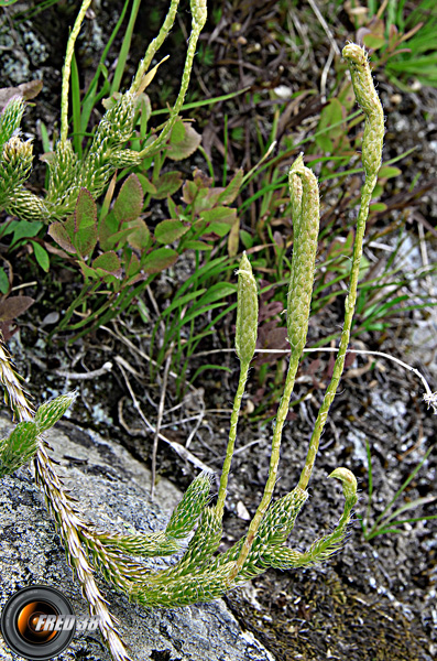 Lycopode sélagine_Mont-Blanc