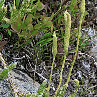 Lycopode sélagine_Mont-Blanc