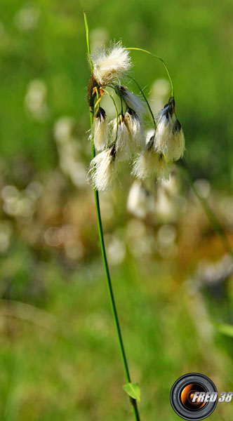 Linaigrette à larges feuilles_Chartreuse