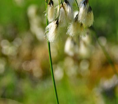 Linaigrette à larges feuilles_Chartreuse