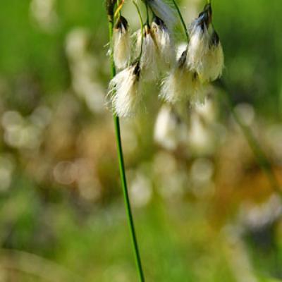 Linaigrette à larges feuilles_Chartreuse