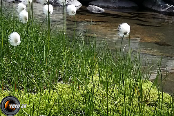 Linaigrette de Scheuchzer_Belledonne