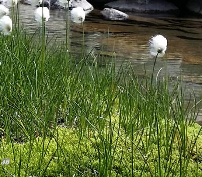 Linaigrette de Scheuchzer_Belledonne