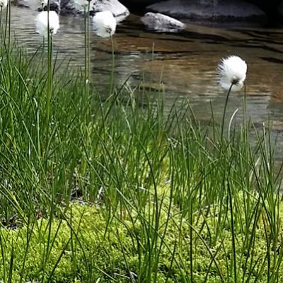 Linaigrette de Scheuchzer_Belledonne