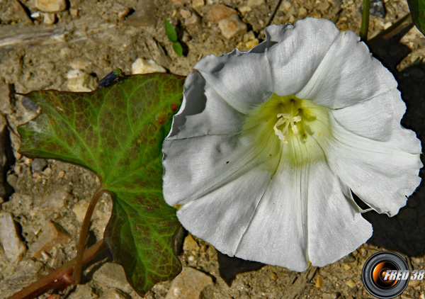 Liseron blanc_Dauphiné