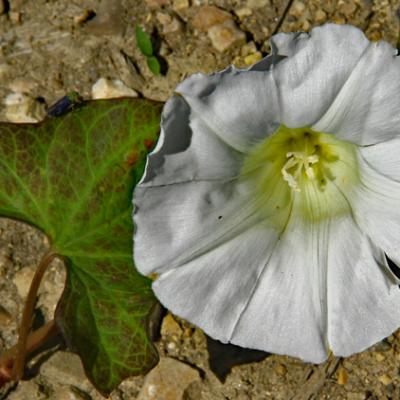 Liseron blanc_Dauphiné
