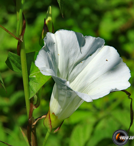 Liseron blanc2_Dauphiné