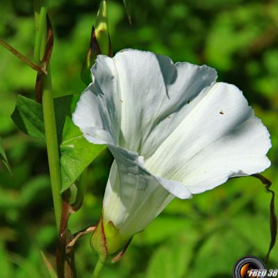 Liseron blanc2_Dauphiné