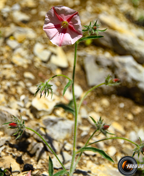 Liseron des monts Cantabre_Hte-Provence