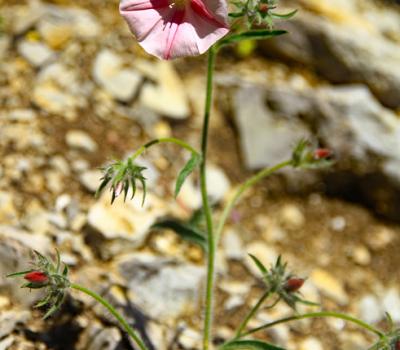 Liseron des monts Cantabre_Hte-Provence