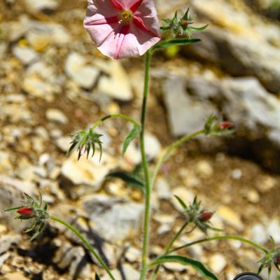Liseron des monts Cantabre_Hte-Provence