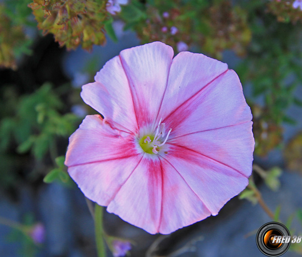 Liseron des monts Cantabre2_Hte-Provence