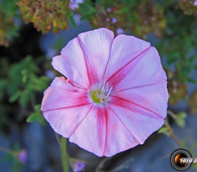 Liseron des monts Cantabre2_Hte-Provence