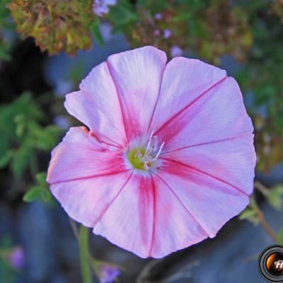 Liseron des monts Cantabre2_Hte-Provence
