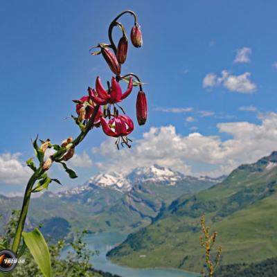 Lis martagon_Beaufortain