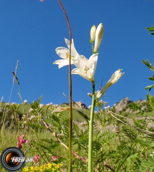 Lis de St Bruno_Ecrins