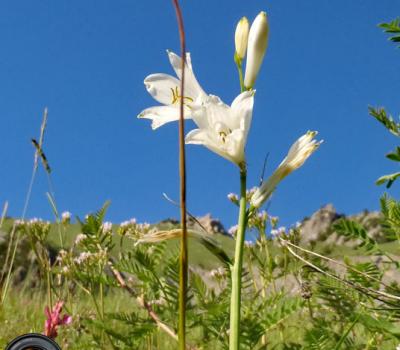 Lis de St Bruno_Ecrins